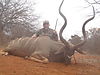 Kudu-Limpopo-SA.JPG