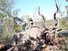 Kudu_2010.JPG