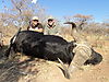 Kwalata_Cape_Buffalo.JPG