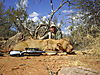 LION_7_SAVANNA_HUNTING_SAFARIS.jpg