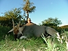 Namibia_hunting_63_.JPG