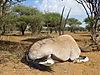 Namibie_081.jpg