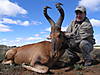 RED_HARTEBEEST_3.jpg