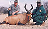 Red_Hartebeest_Rich_Nielsen_.jpg