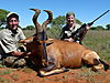 Red_hartebeest_Jill_Burkes_.JPG