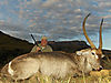 Waterbuck12.jpg