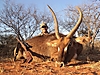 Waterbuck25.jpg