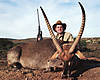 Waterbuck_1.jpg