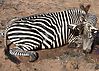 Zebra_2010_Jim_s_054.JPG