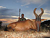 adrian-red-hartebeest.jpg