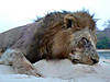 africa-lion-hunting.jpg