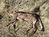 cheetah_hunting-07.jpg