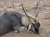 eland-hunters.JPG