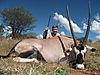 gemsbok-015.jpg