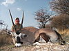 gemsbok-041.jpg