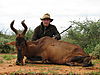 hartebeest1.JPG