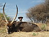 hunting-africa-1191.JPG