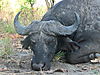 hunting-buffalo-africa-02.JPG