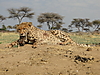 hunting-cheetah-012.JPG