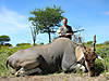 hunting-eland-10.jpg