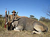 hunting-eland-13.jpg