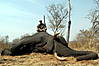 hunting-elephant1.jpg