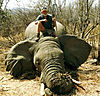 hunting-elephant12.jpg