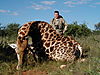 hunting-giraffe-021.JPG