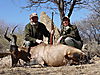 hunting-hartebeest5.JPG