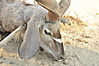 hunting-kudu-032.JPG