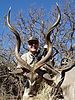 hunting-kudu-062.JPG