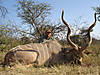 hunting-kudu-09.jpg