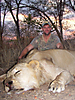 hunting-mozambique-02.jpg