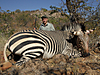 hunting-namibia-085.jpg