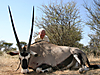 hunting-namibia-118.jpg