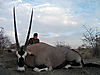 hunting-oryx3.jpg