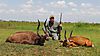 hunting-uganda-01.jpg