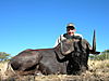 hunting-wildebeest-048.jpg