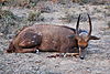 hunting_bushbuck2.jpeg