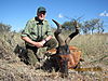 hunting_hartebeest_002.jpg