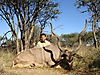 hunting_kudu_017.JPG