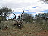 hunting_kudu_025.JPG