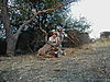 hunting_kudu_074.JPG