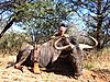 hunting_wildebeest_046.JPG