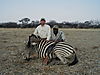 hunting_zebra_035.JPG