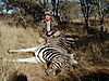 hunting_zebra_042.JPG