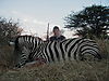 hunting_zebra_050.JPG