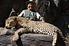 leopard-hunt4.jpg