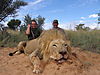 lion-hunting7.jpg