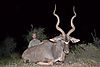 shannon_hunted_kudu1.JPG